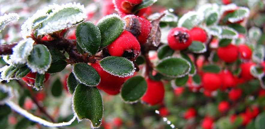 Winter berries (CC 2.0)